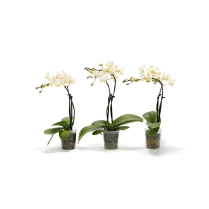 Phal Tiny Dolls Wit 2T12+ zonder Aqu@