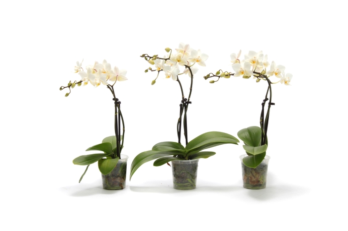 <h4>Phal Tiny Dolls Wit 2T12+ zonder Aqu@</h4>