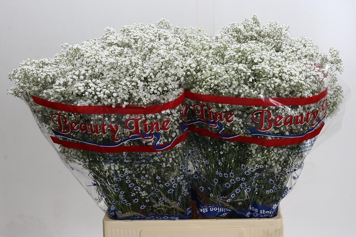 <h4>Gyps Million Stars</h4>