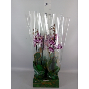 Phalaenopsis   ...