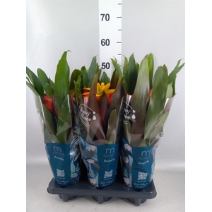 Guzmania   ...mix 3