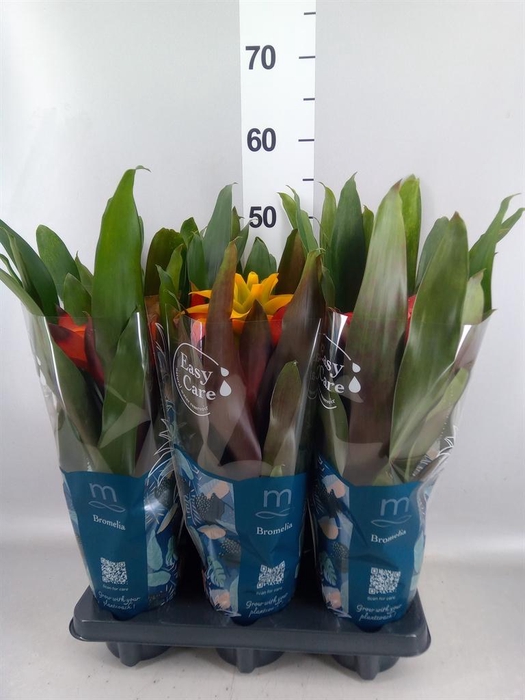 <h4>Guzmania   ...mix 3</h4>