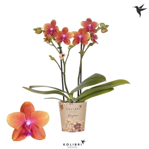 Kolibri Orchids Phalaenopsis Fragrance Bolgheri 2 spike