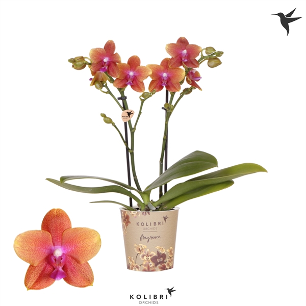 <h4>Kolibri Orchids Phalaenopsis Fragrance Bolgheri 2 spike</h4>