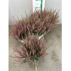 CALLU BL SISKA