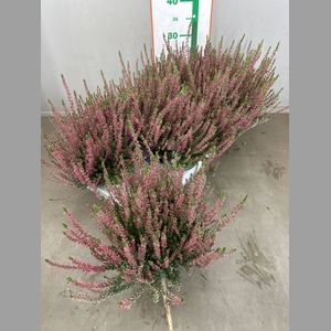 CALLU BL SISKA