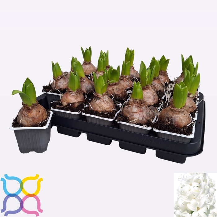 <h4>HYACIN WHITE PEARL</h4>