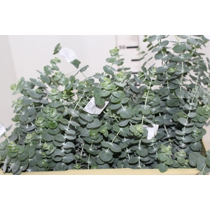 FOLHAGEM EUCAFLOR BABY BLUE 060 CM
