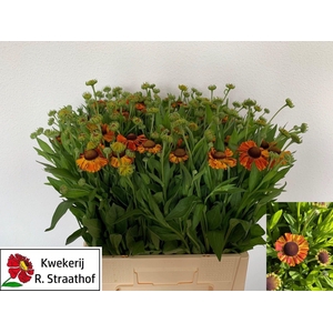 HELENIUM OVERIG