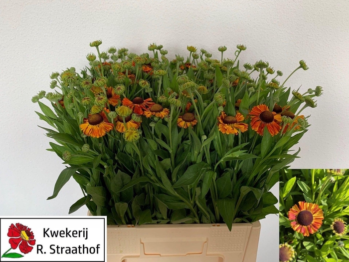 <h4>HELENIUM OVERIG</h4>