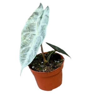 Alocasia