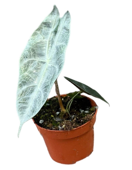 Alocasia