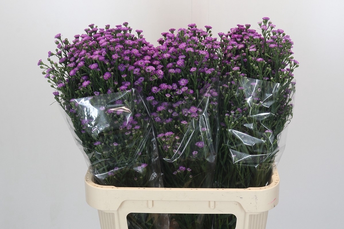 Aster Baby Pink