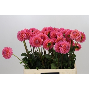 Dahlia Doris Duke