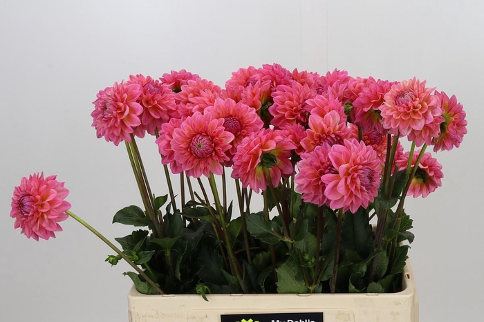 <h4>Dahlia Doris Duke</h4>
