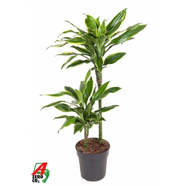 <h4>Dracaena fragrans Golden Coast</h4>