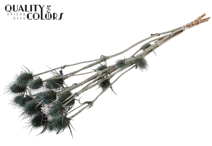 <h4>Cardi Distel Natural 5pc/bunch 70cm Frosted Blue</h4>