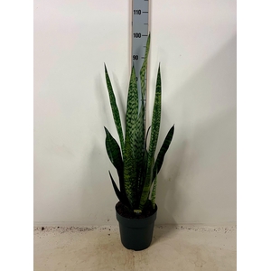 SANSEV ZEY GREENLINE