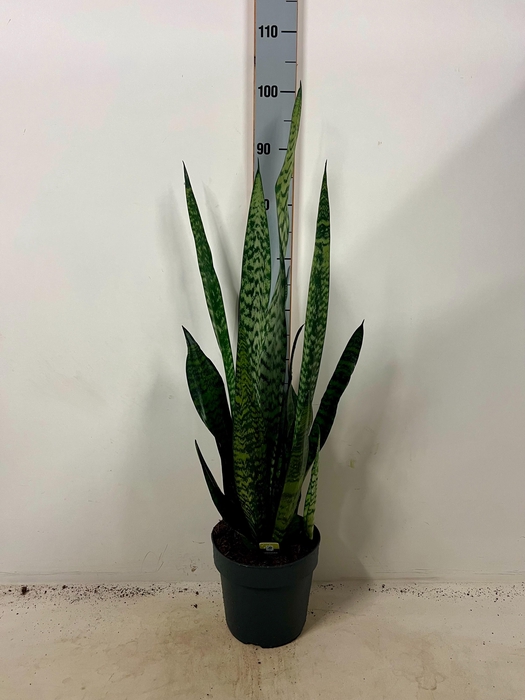 <h4>SANSEV ZEY GREENLINE</h4>