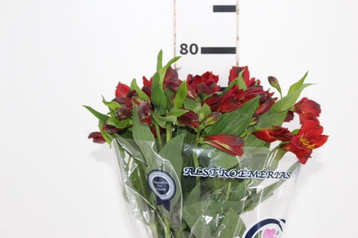 <h4>ALSTROEMERIA ANGELINA 080 CM</h4>