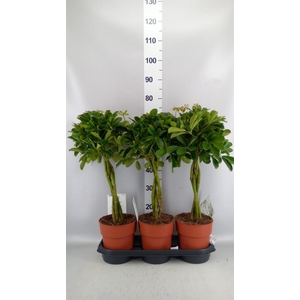 Schefflera arbor. 'Compacta'