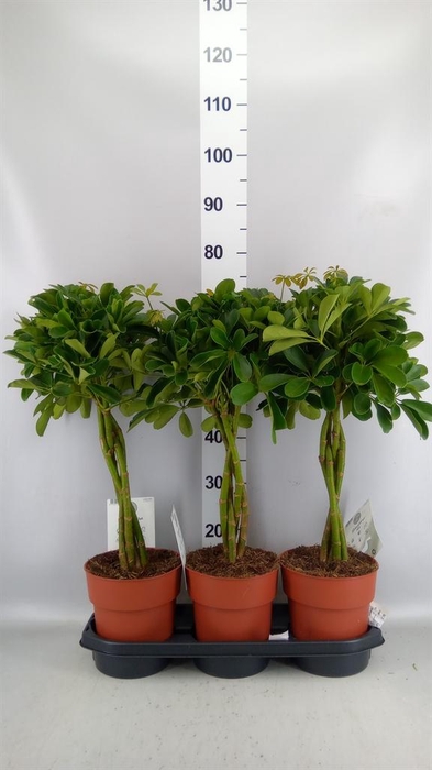 <h4>Schefflera arbor. 'Compacta'</h4>