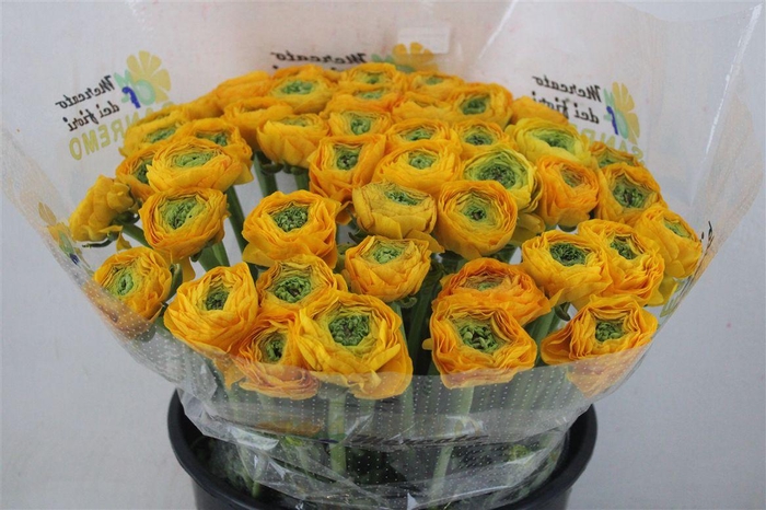 <h4>Ran Cloni Sup Solaris</h4>