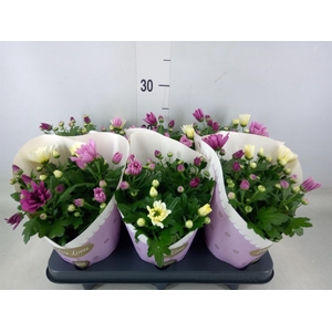 Chrysanthemum   ..mix/pot