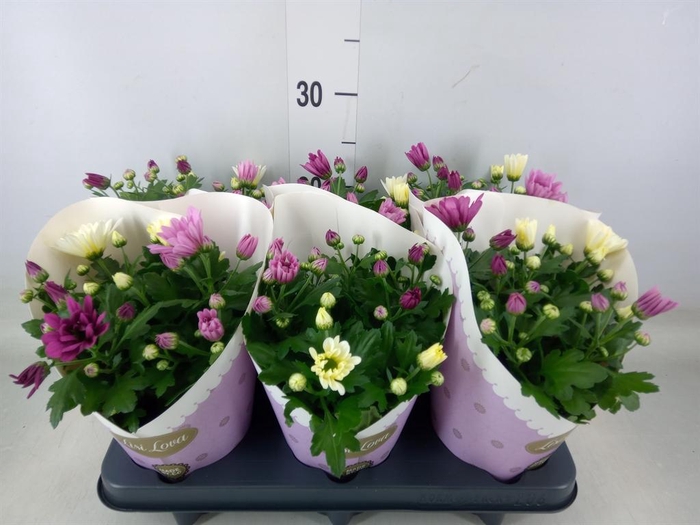 <h4>Chrysanthemum   ..mix/pot</h4>