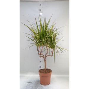 Dracaena marg. 'Sunray'