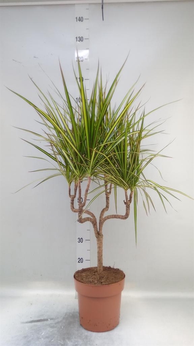 <h4>Dracaena marg. 'Sunray'</h4>
