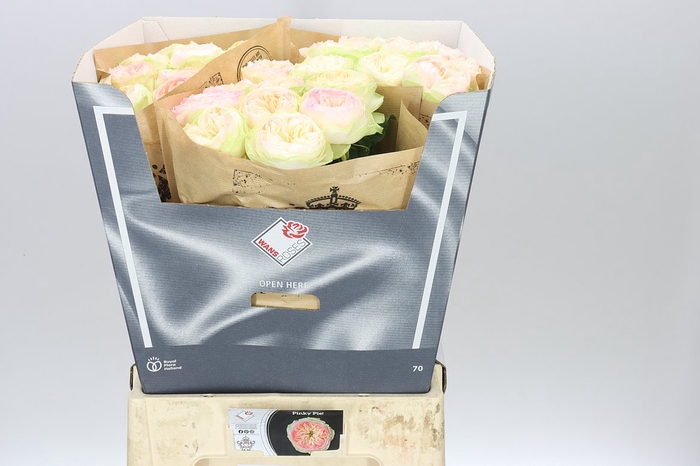 <h4>Rosa Gr Gar Pinky Pie!</h4>