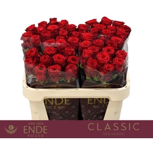 Rozen Red Naomi