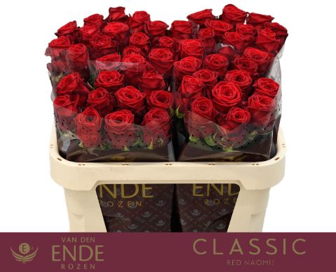 <h4>Rozen Red Naomi</h4>