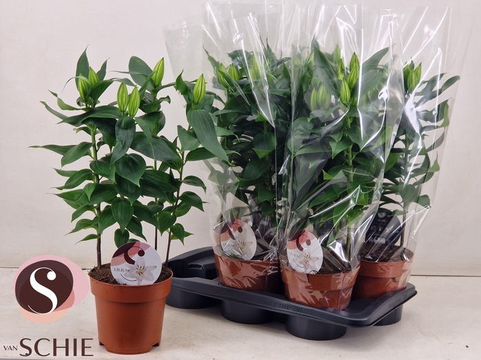 <h4>LIL OR OXYGEN</h4>