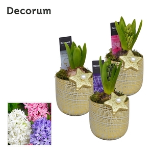 Arrangementen Hyacinthus 6%