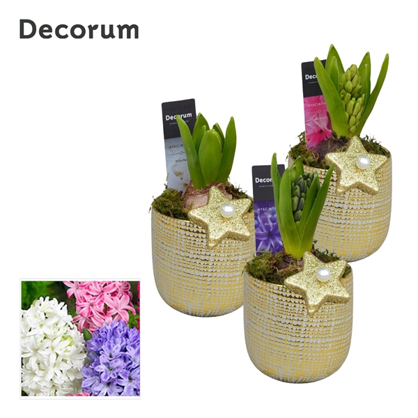 <h4>Arrangementen Hyacinthus 6%</h4>