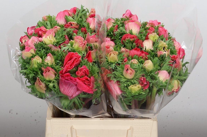 <h4>Anem Mistral Ex Rosa Shocking</h4>