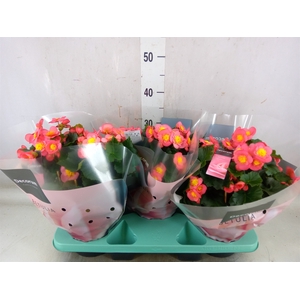 Begonia elat. HL 'Belove Peach'