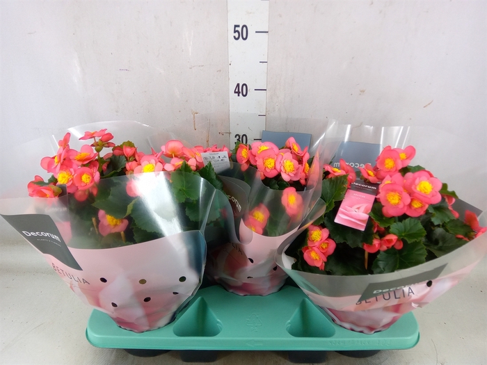 <h4>Begonia elat. HL 'Belove Peach'</h4>