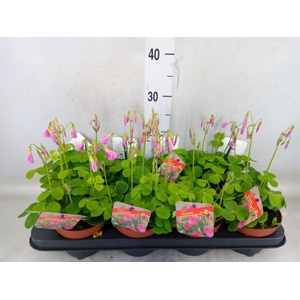 Oxalis bowiei 'Amarantha'