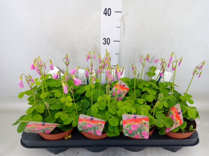 <h4>Oxalis bowiei 'Amarantha'</h4>