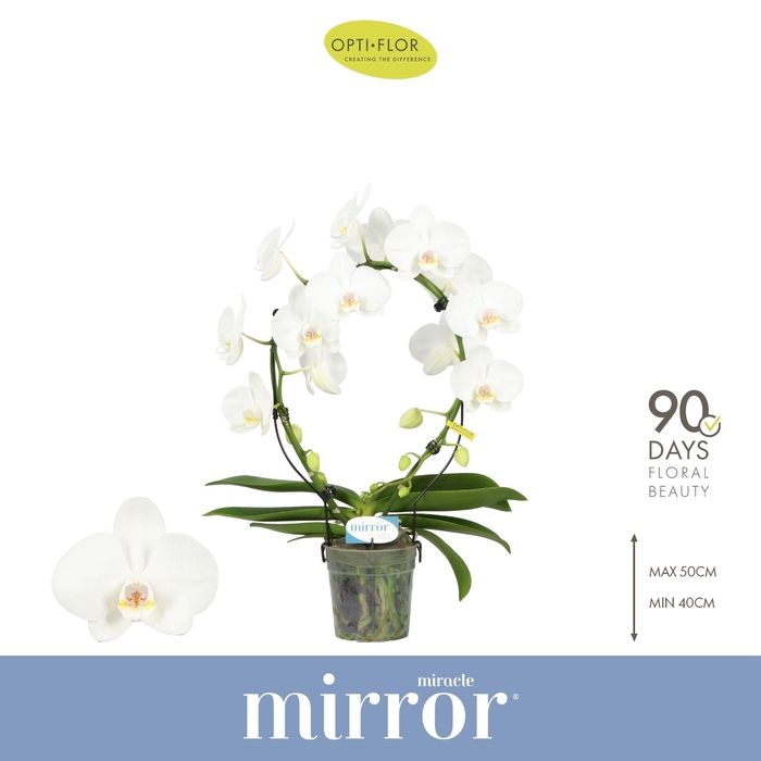 <h4>Mirror Miracle Aurora 2 spike</h4>