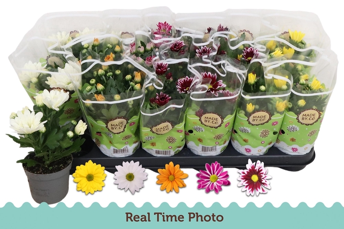 <h4>CHRYS GEM 5 KL</h4>