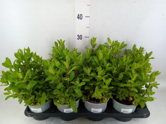 <h4>Mentha piperita</h4>