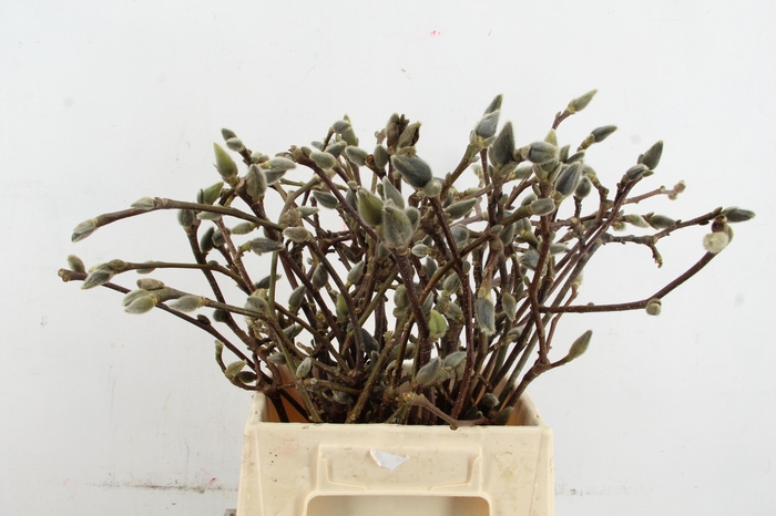 <h4>MAGNOLIA SUPERBA 045CM</h4>