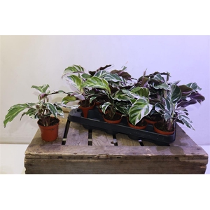 arr8 Calat Fusion White