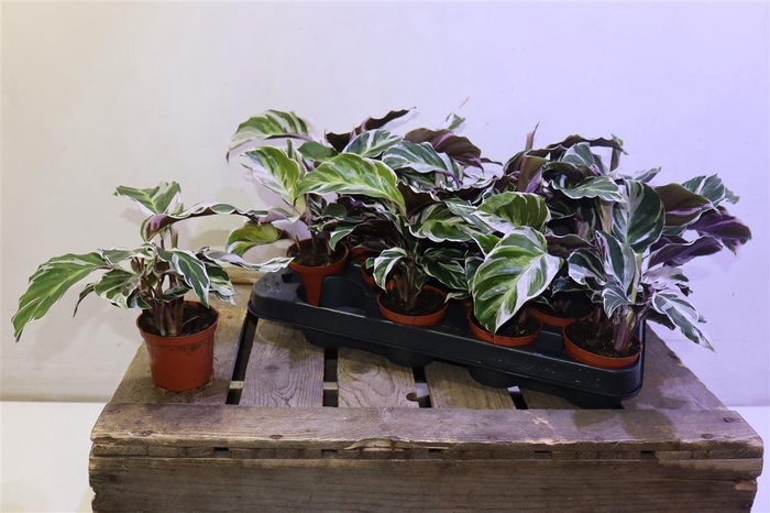 <h4>arr8 Calat Fusion White</h4>