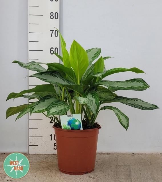 <h4>AGLAO SILVER BAY</h4>