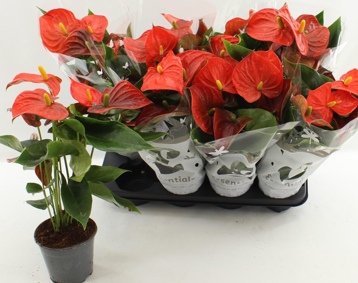 <h4>ANTHU AN FLORIDA</h4>